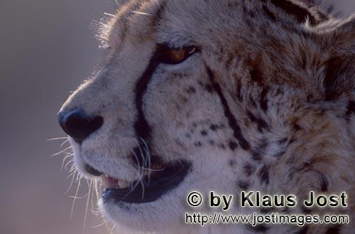 Königsgepard/Acinonyx jubatus jubatus        Königsgepard Porträt        Captive        Der Gepard