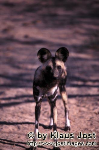 Wild dog/Afrikanischer Wildhund/Lycaon pictus        Afrikanischer Wildhund Welpe am frühen Morgen<