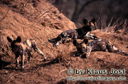 Wild dog/Afrikanischer Wildhund/Lycaon pictus        Spielende Afrikanischnische Wildhunde Welpen</b