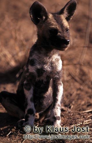 Wild dog/Afrikanischer Wildhund/Lycaon pictus        Afrikanischer Wildhund Welpe prüft die Lage</b