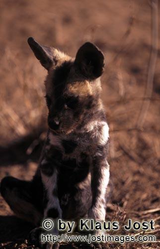 Wild dog/Afrikanischer Wildhund/    Lycaon pictus        Afrikanischer Wildhund Welpe im afrikanischen