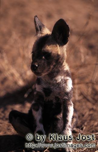 Wild dog/Afrikanischer Wildhund/Lycaon pictus        Ein Afrikanischer Wildhund Welpe lauscht     
