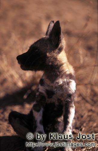 Wild dog/Afrikanischer Wildhund/Lycaon pictus        Ein Geraeusch hat ein Wildhund Welpe aufgeschre