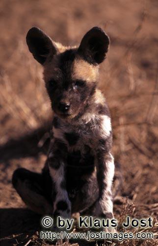 Wild dog/Afrikanischer Wildhund/Lycaon pictus        Afrikanischer Wildhund Welpe (Lycaon pictus)</b