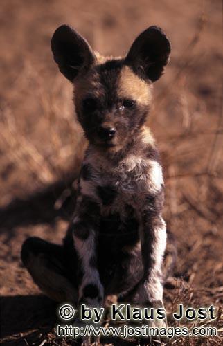 Wild dog/Afrikanischer Wildhund/Lycaon pictus        Konzentierter Afrikanischer Wildhund Welpe 