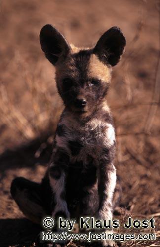 Wild dog/Afrikanischer Wildhund/Lycaon pictus         Aufmerksamer Afrikanischer Wildhund Welpe 