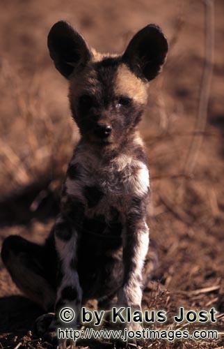 Wild dog/Afrikanischer Wildhund/Lycaon pictus        Afrikanischer Wildhund Welpe beobachtet seine U