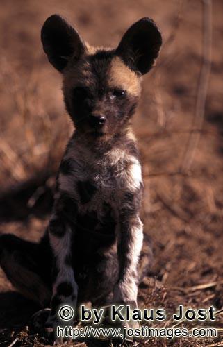Wild dog/Afrikanischer Wildhund    Lycaon pictus        Der Wildhund Welpe ist ausgesprochen spielfreu