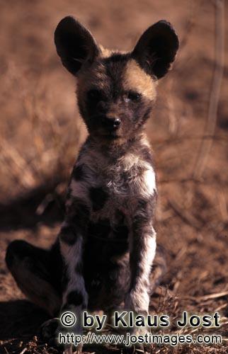 Wild dog/Afrikanischer Wildhund/Lycaon pictus        Afrikanischer Wildhund Welpe (Lycaon pictus) Po