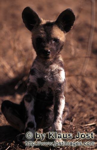Wild dog/Afrikanischer Wildhund/Lycaon pictus        Afrikanischer Wildhund Welpe zeigt großes Inte