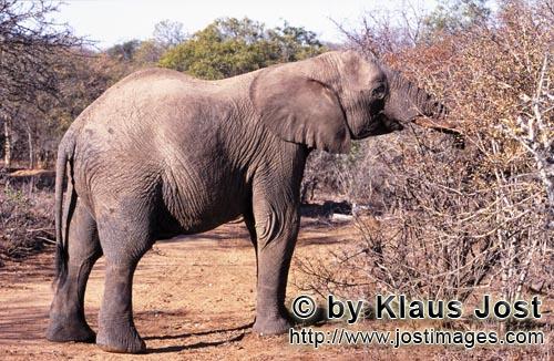 African Elephant/Afrikanischer Elefant/Loxodonta africana         Elefant sucht Futter im ausgetrocknet