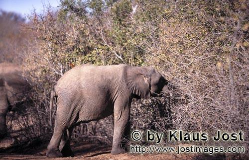 African Elephant/Afrikanischer Elefant/Loxodonta africana         Junger Elefant sucht Futter im aus