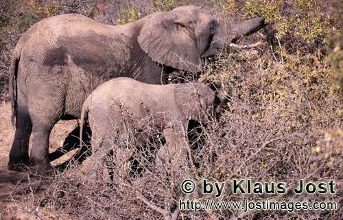 African Elephant/Afrikanischer Elefant/Loxodonta africana        Mutter und Baby Elefant suchen Futt