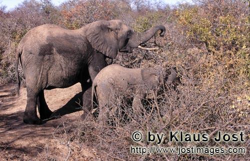African Elephant/Afrikanischer Elefant/Loxodonta africana        Mutter und Baby Elefant suchen Futt