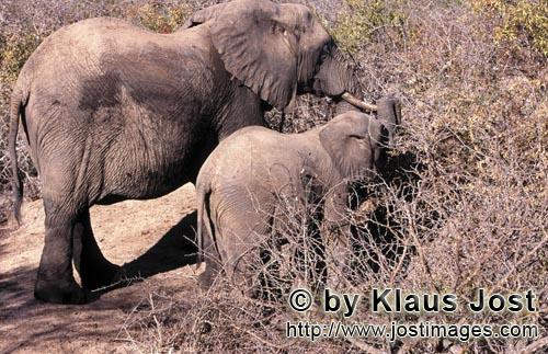 African Elephant/Afrikanischer Elefant/Loxodonta africana         Mutter und Baby Elefant suchen Fut