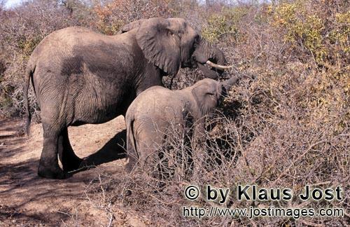 African Elephant/Afrikanischer Elefant/Loxodonta africana         Mutter und Baby Elefant auf Futtersuc