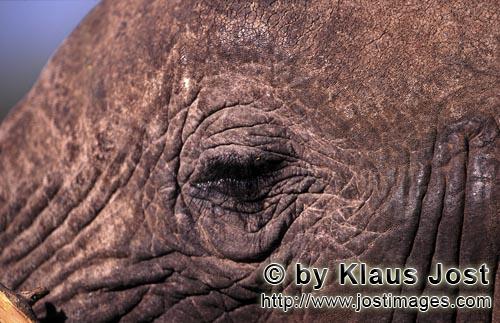 African Elephant/Afrikanischer Elefant/Loxodonta africana         Auge des Elefanten         Ein aus