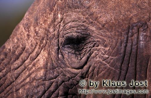 African Elephant/Afrikanischer Elefant/Loxodonta africana         Elefantenauge         Ein ausgewac