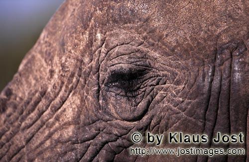African Elephant/Afrikanischer Elefant/Loxodonta africana        Auge des Afrikanischen Elefanten (L