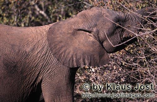 African Elephant/Afrikanischer Elefant/Loxodonta africana        Afrikanischer Elefant frißt Blaett