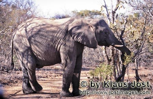 African Elephant/Afrikanischer Elefant/Loxodonta africana         Afrikanischer Elefant frißt Blaet