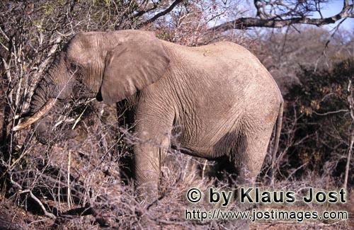 African Elephant/Afrikanischer Elefant/Loxodonta africana        Afrikanischer Elefant auf Nahrungss