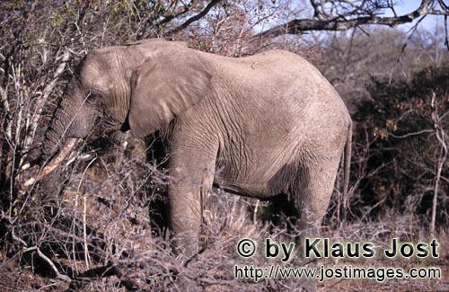 African Elephant/Afrikanischer Elefant/Loxodonta africana         Afrikanischer Elefant frißt trock