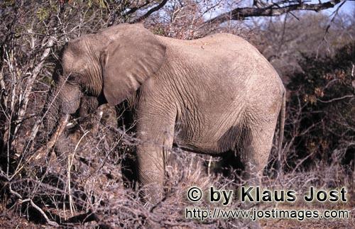 African Elephant/Afrikanischer Elefant/Loxodonta africana         Afrikanischer Elefant im trockenen