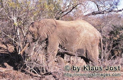 African Elephant/Afrikanischer Elefant/Loxodonta africana         Afrikanischer Elefant frißt trock