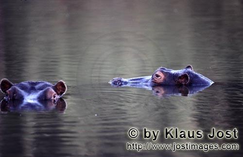 Flußpferde/Hippopotamus amphibius/Hippopotamus        Flußpferde nahe dem Kapama Private Game Rese