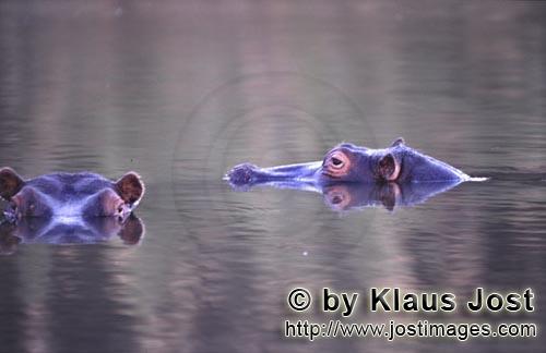 Flußpferde/Hippopotamus amphibius/Hippopotamus        Flußpferde nahe dem Kapama Private Game Reserve