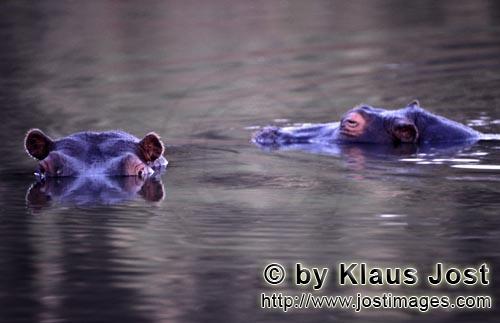 Flußpferd/Hippopotamus amphibius/Hippopotamus        Gefährdete Art Flusspferd            