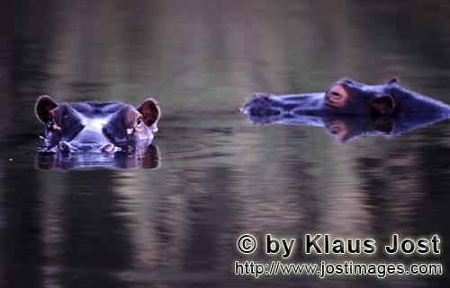 Flußpferde/Hippopotamus amphibius/Hippopotamus        Flusspferde im Fluß        
