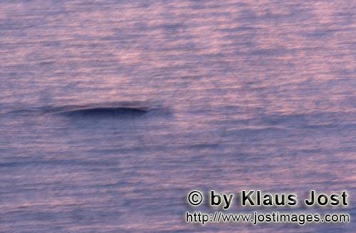 Südlicher Glattwal/Südkaper/Eubalaena australis        Südlicher Glatwal im Morgenlicht        Zu