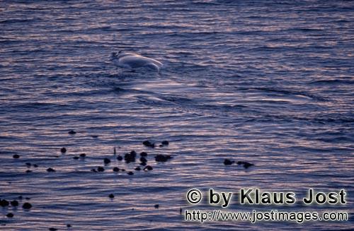 Südlicher Glattwal/Südkaper/Eubalaena australis        Südlicher Glatwal in unmittelbarer Küsten