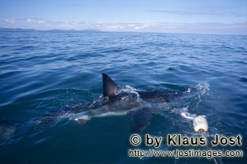 Weißer Hai/Great White shark/Carcharodon carcharias        Rueckenflosse Weißer Hai        Sechs S