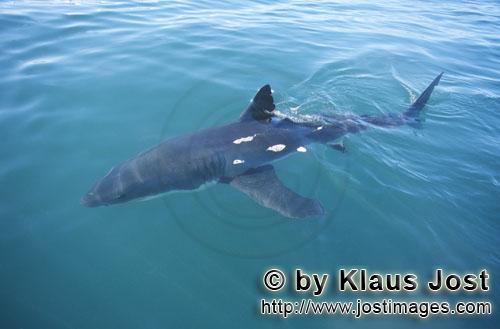 Weißer Hai/Great White shark/Carcharodon carcharias        Weißer Hai kommt an unser Boot         