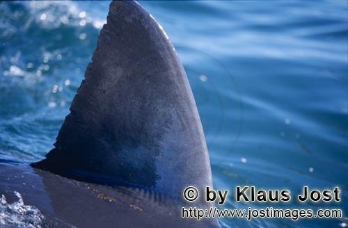 Weißer Hai/Great White shark/Carcharodon carcharias        Typische Weiße Hai Rueckenflosse      