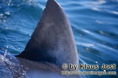 Weißer Hai/Great White shark/Carcharodon carcharias        Weiße Hai Rueckenflosse unmittelbar am 