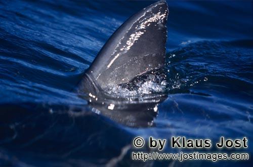 Weißer Hai/Great White shark/Carcharodon carcharias        Weiße Hai Rueckenflossem im Sonnenlicht