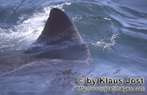 Weißer Hai/Great White shark/Carcharodon carcharias        Markante Weiße Hai Rueckenflosse     