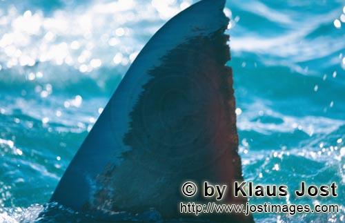 Weißer Hai/Great White shark/Carcharodon carcharias        Unverwechselbare Rueckenflosse Weißer H