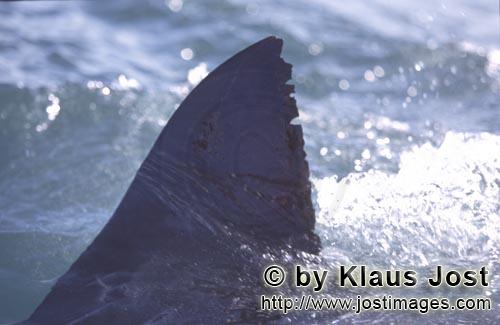 Weißer Hai/Great White shark/Carcharodon carcharias        Typische Weiße Hai Rueckenflosse      
