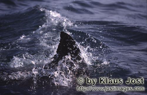 Weißer Hai/Great White shark/Carcharodon carcharias        Rueckenflosse Weißer Hai        Sechs S