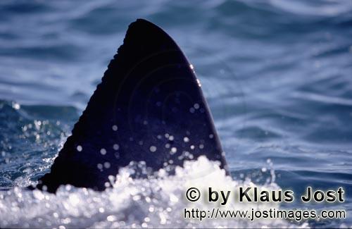 Weißer Hai/Great White shark/Carcharodon carcharias        Die Rueckenflosse des Weißen Hais    