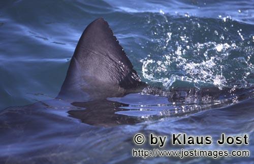 Weißer Hai/Great White shark/Carcharodon carcharias        Rueckenflosse Weißer Hai         Sechs 