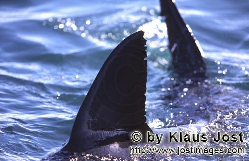 Weißer Hai/Great White shark/Carcharodon carcharias        Rueckenflosse und Schwanzflosse Weißer 