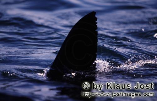 Weißer Hai/Great White shark/Carcharodon carcharias        Unverkennbar: Weiße Hai Rueckenflosse</