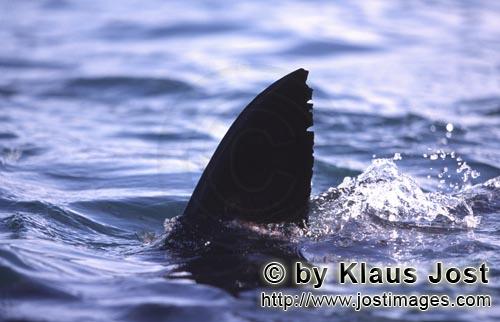 Weißer Hai/Great White shark/Carcharodon carcharias        Rueckenflosse Weißer Hai         Sechs