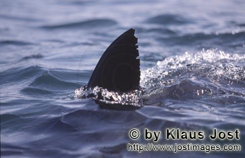 Weißer Hai/Great White shark/Carcharodon carcharias        Weiße Hai Rueckenflosse ragt aus dem Wa